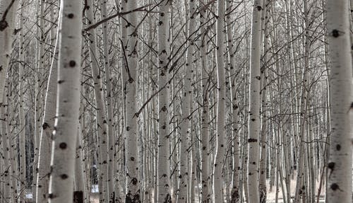 pexels-photo-3895296